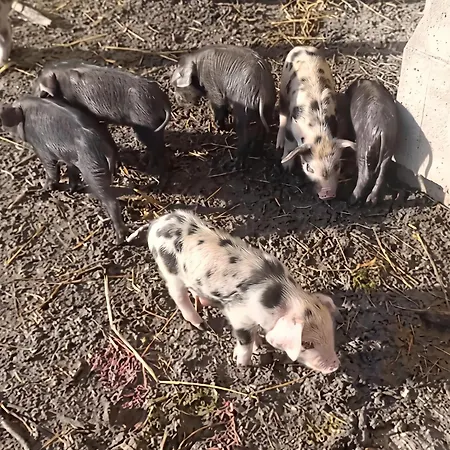 Pour 14 Personnes à * Périssac